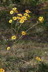 Narrow-leaf sunflower